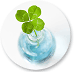 �t�����̃��n�r��